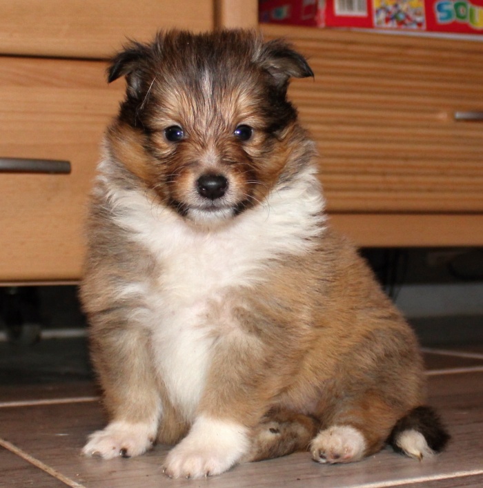 Quario Gold Modrý dukát